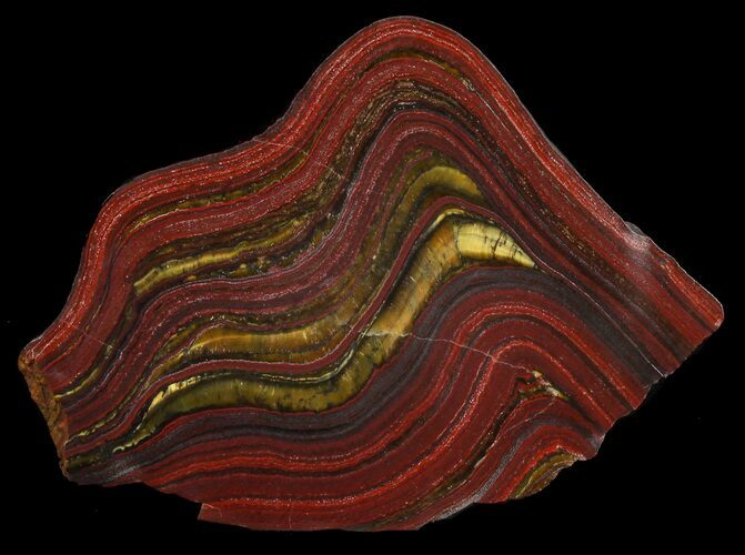 Polished Tiger Iron Stromatolite - ( Billion Years) #46615